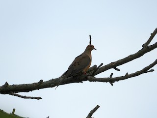 Mourning Dove, ML239525371