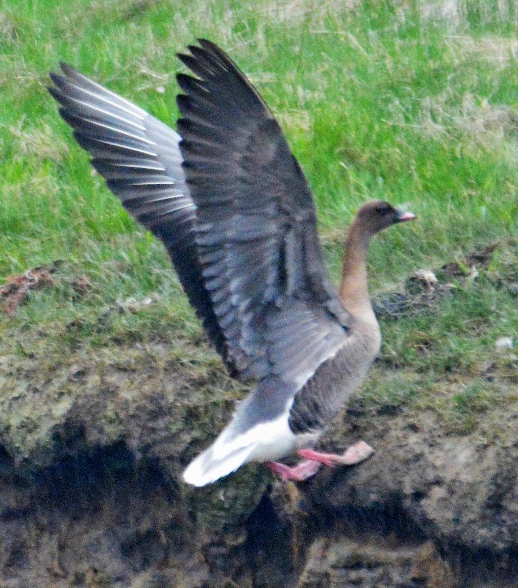 Pink-footed Goose - Michael J Good