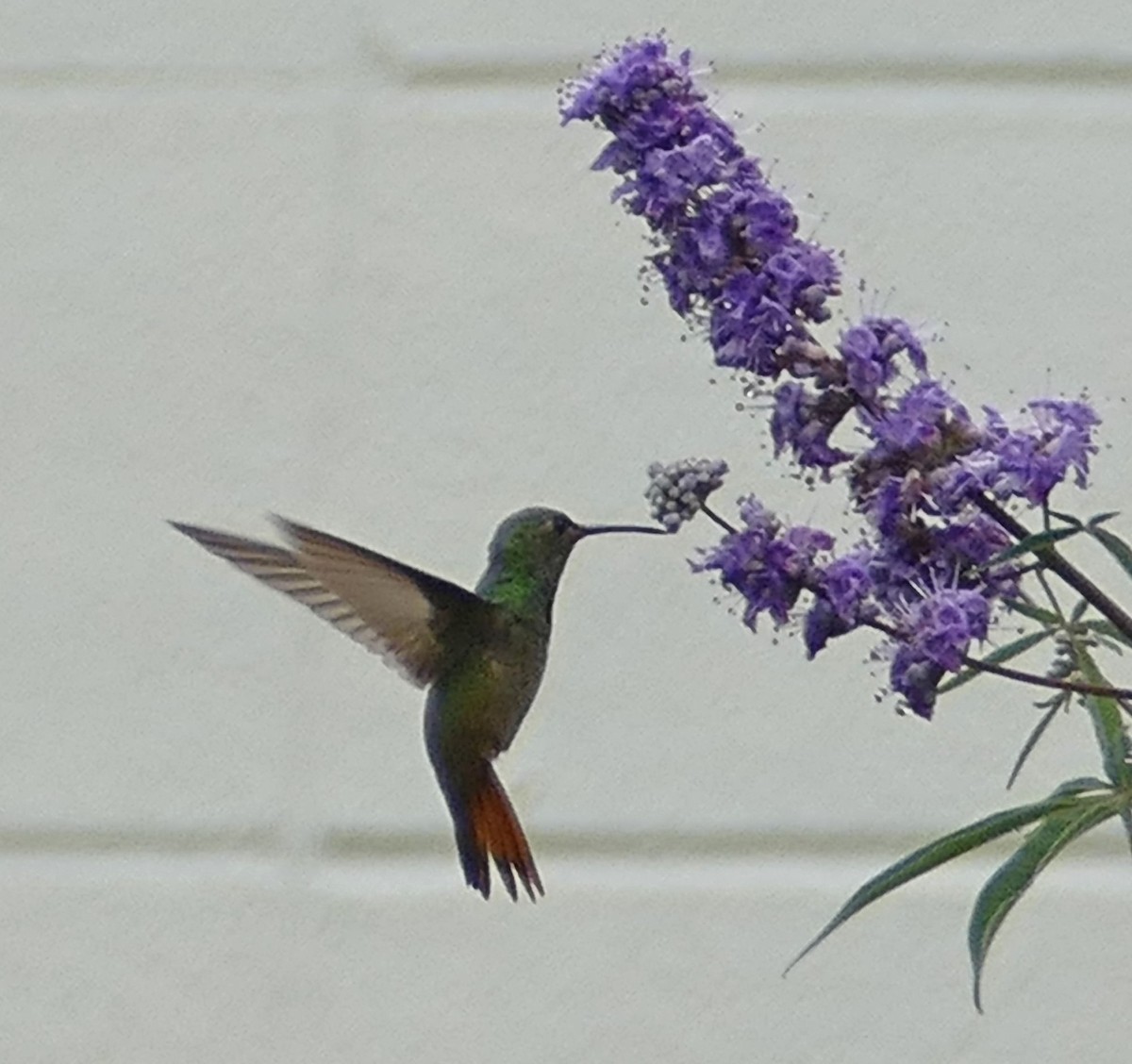 Buff-bellied Hummingbird - Wendy McCrady