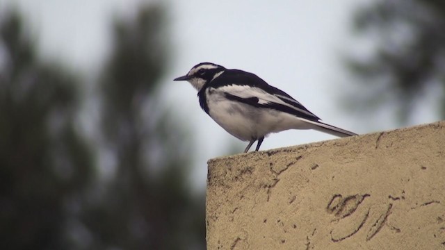African Pied Wagtail - ML239532991