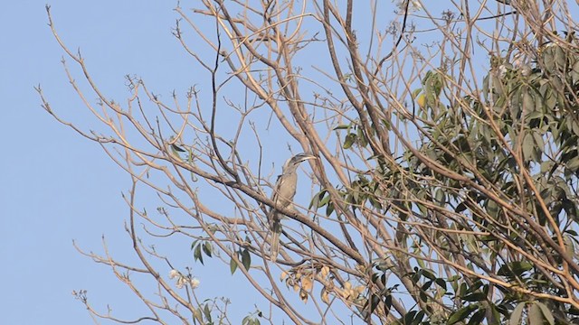 Indian Gray Hornbill - ML239534631