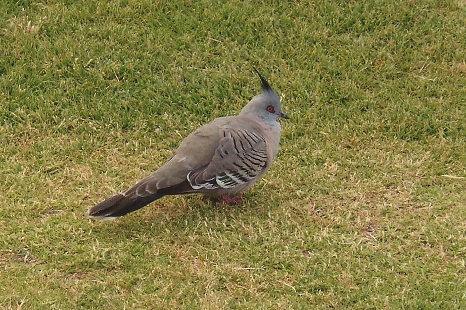 Crested Pigeon - ML239537641
