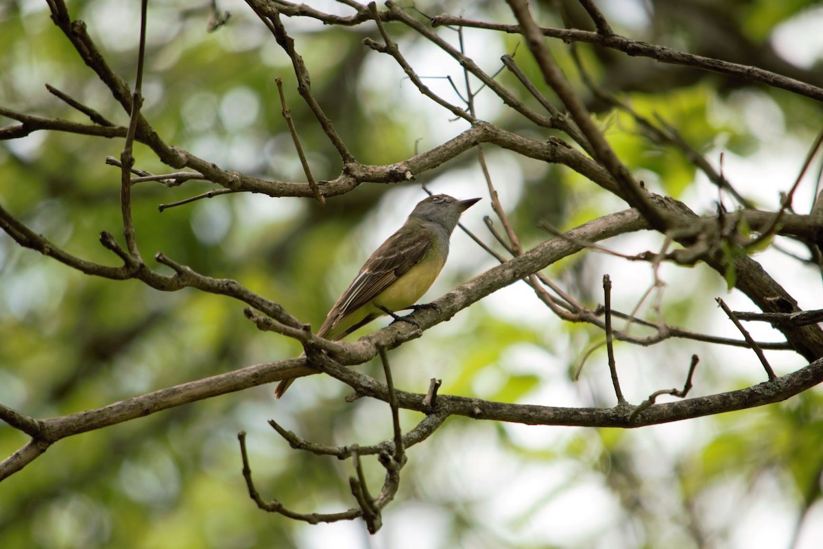 Great Crested Flycatcher - ML239540311