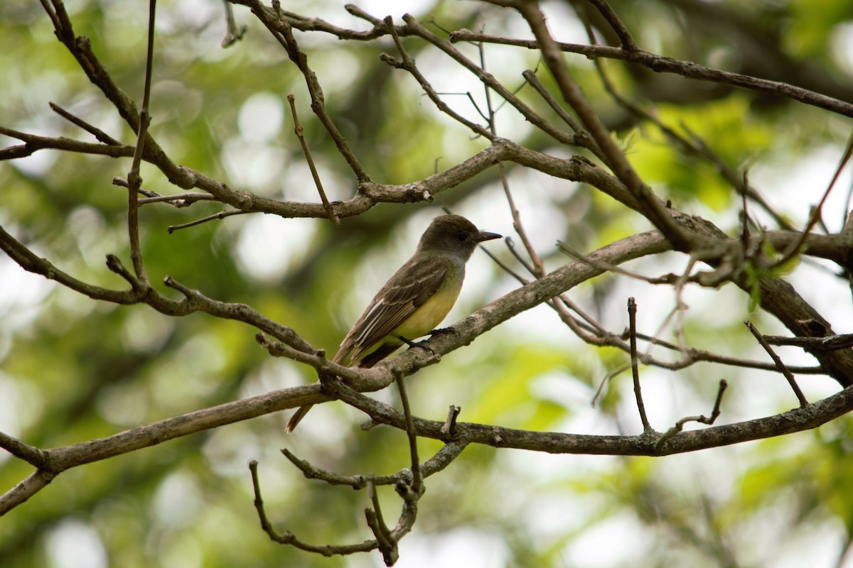 Great Crested Flycatcher - ML239540321