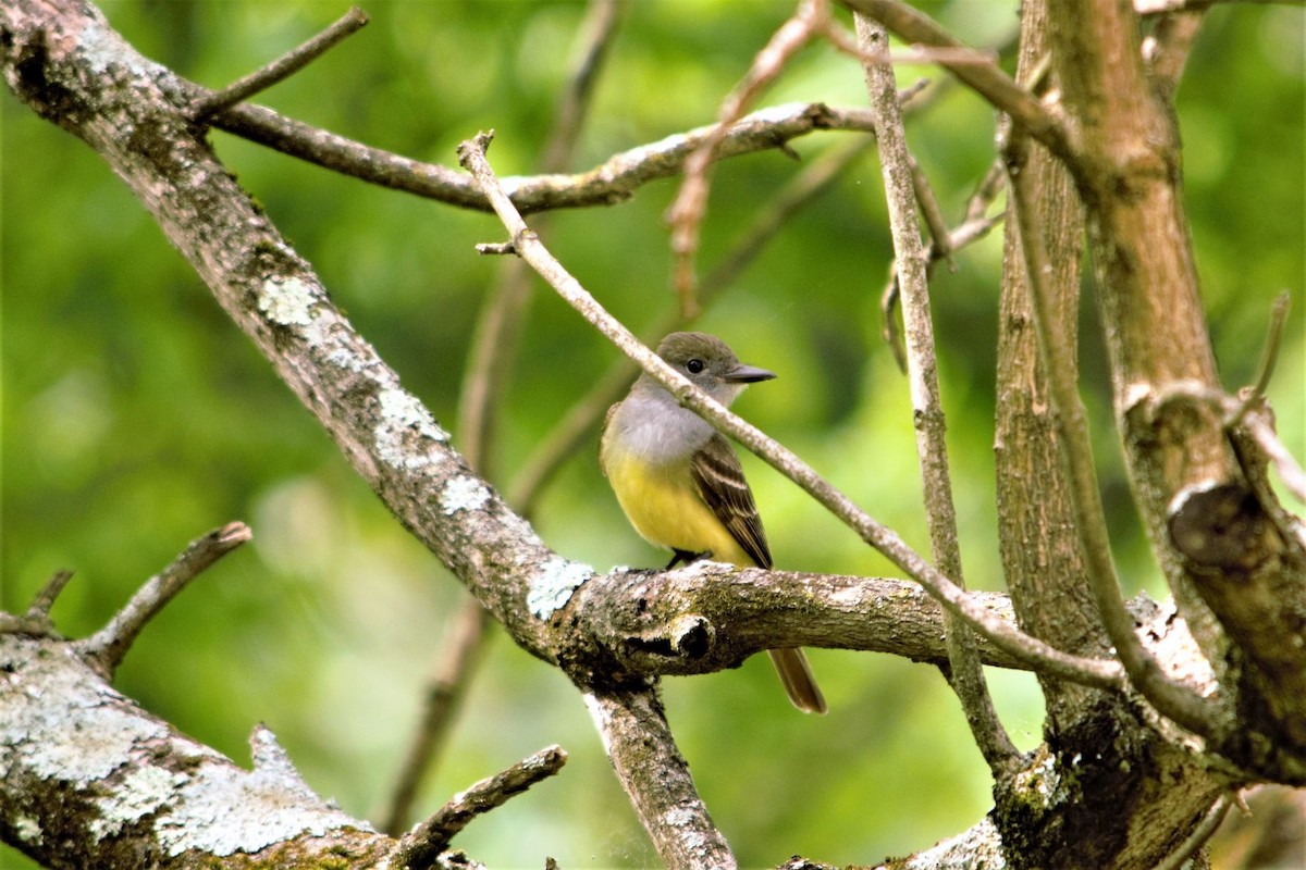 Great Crested Flycatcher - ML239540331