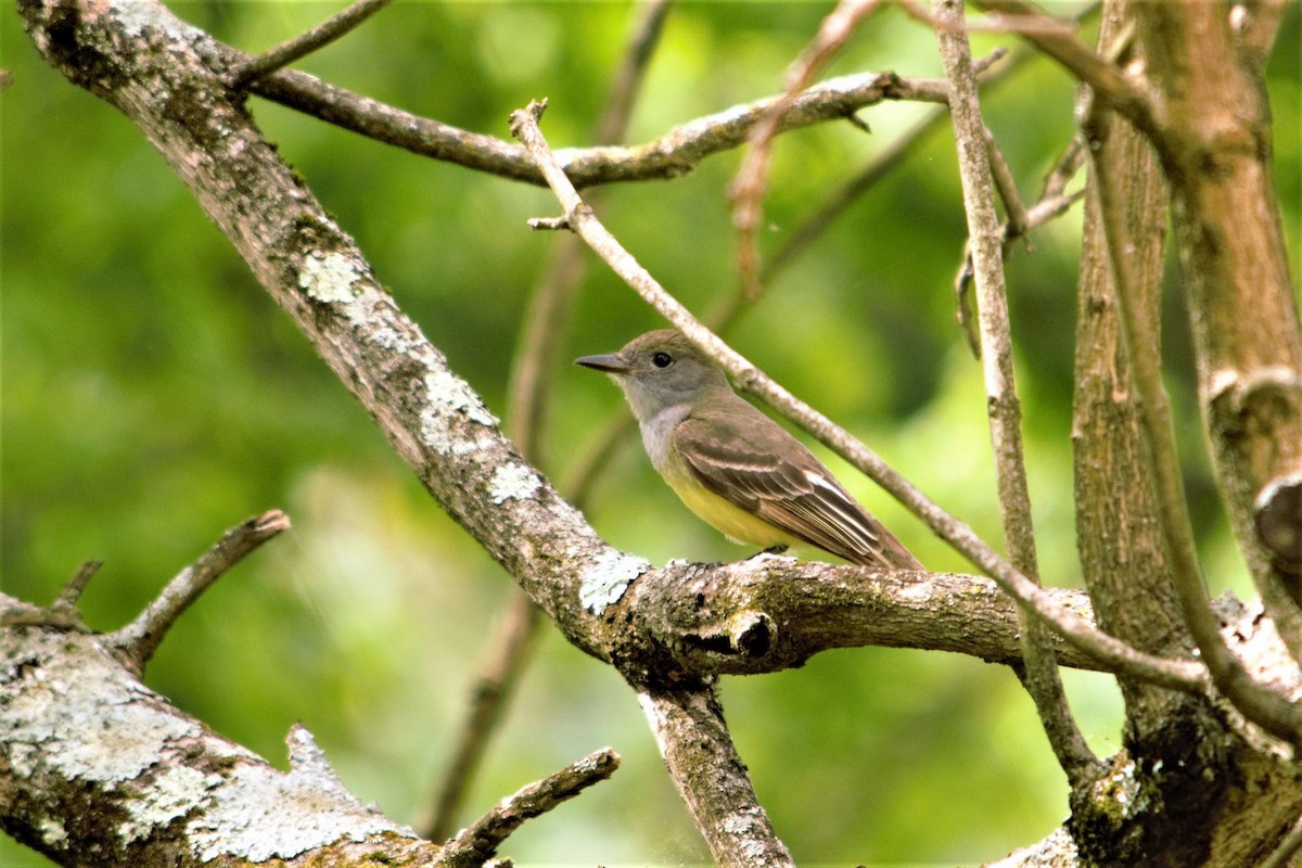 Great Crested Flycatcher - ML239540341