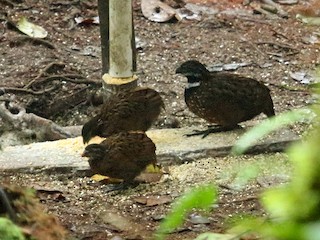  - Gorgeted Wood-Quail