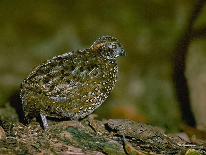 Venezuelan Wood-Quail - Peter Boesman