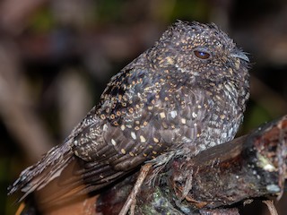  - Roraiman Nightjar