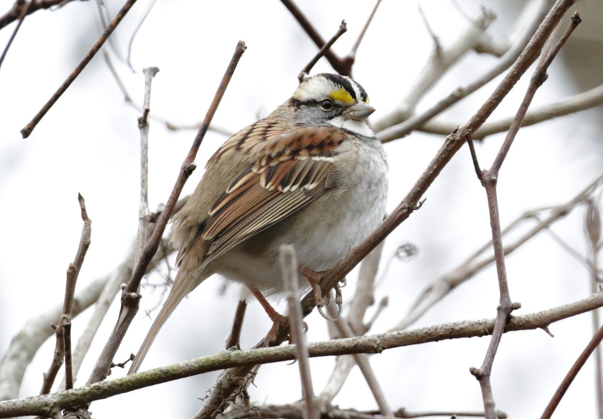 White-throated Sparrow - ML23954591