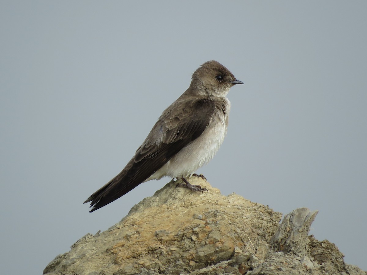 Northern Rough-winged Swallow - ML239553371