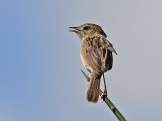 - Siffling Cisticola