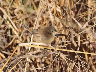  - Siffling Cisticola
