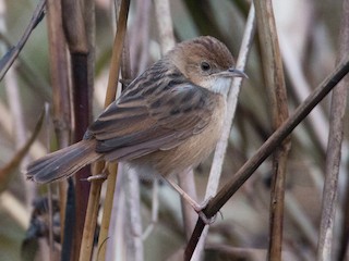  - Siffling Cisticola