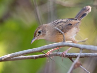  - Siffling Cisticola