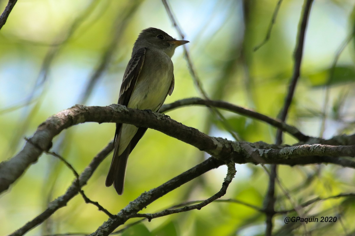 Eastern Wood-Pewee - Guy Paquin
