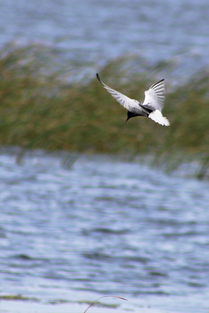 White-winged Tern - ML239559751