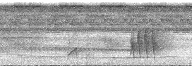 Great Tinamou - ML23956