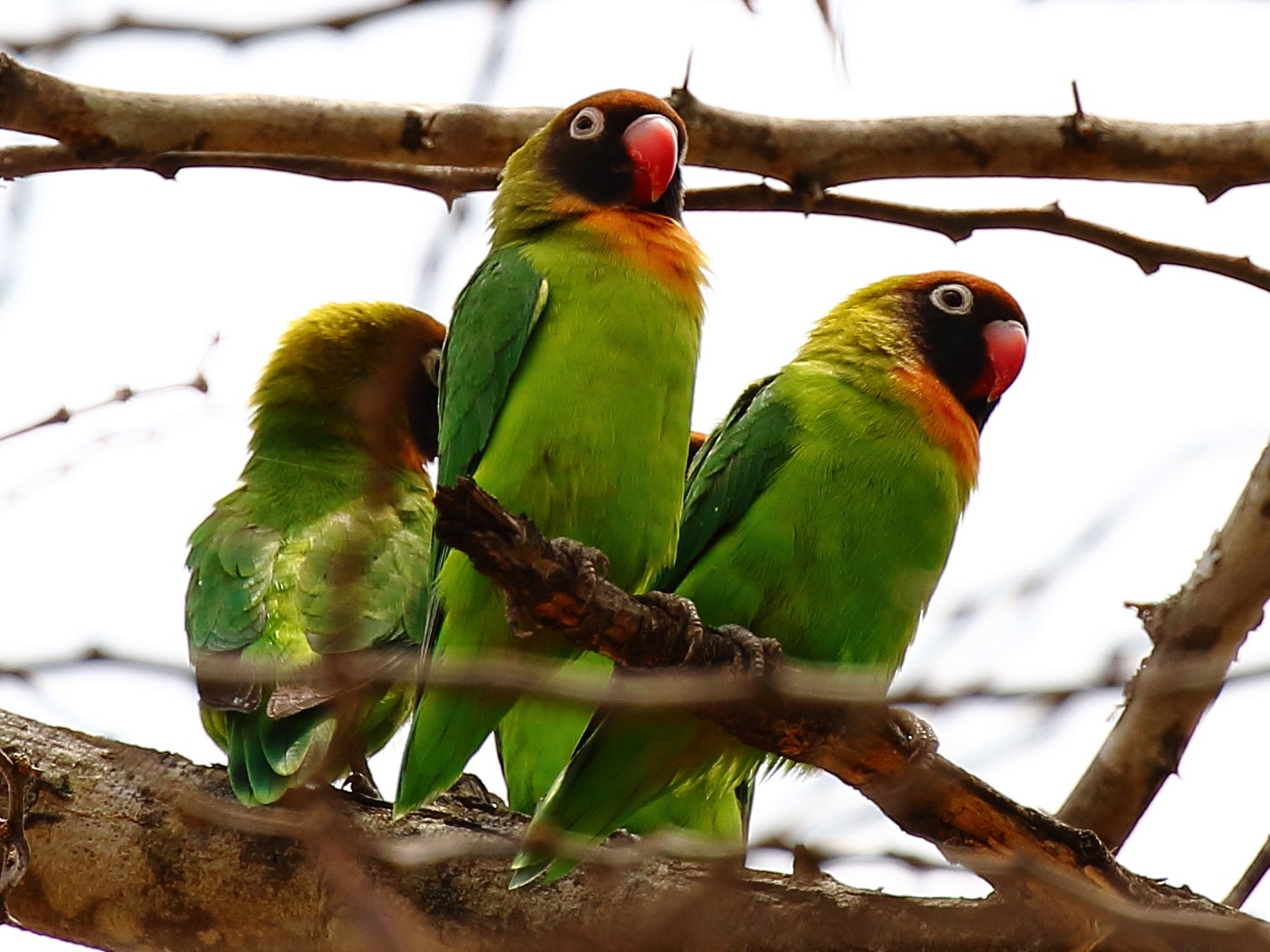 Black-cheeked Lovebird - Robert Johnson