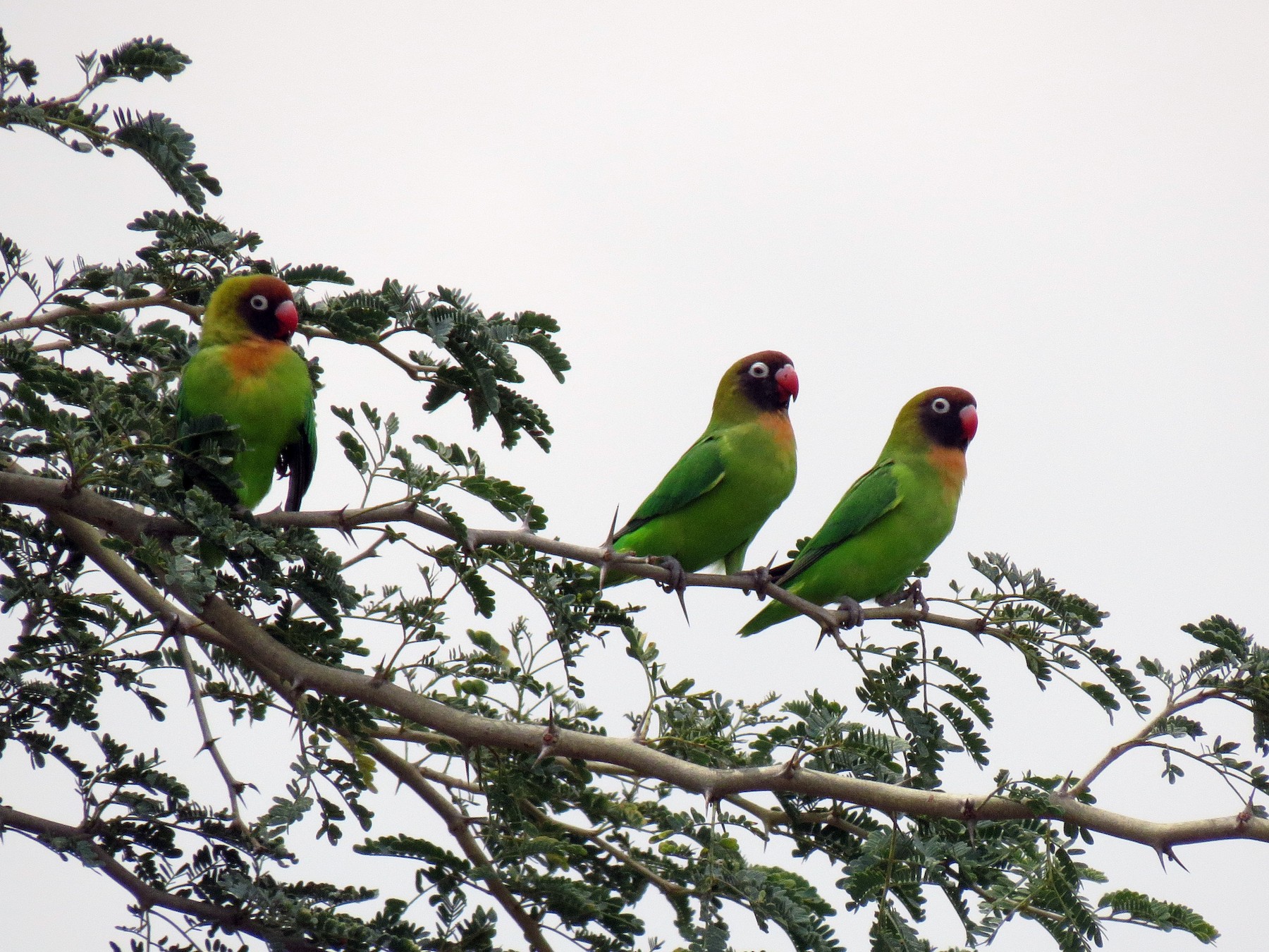 Black-cheeked Lovebird - Mark Smiles