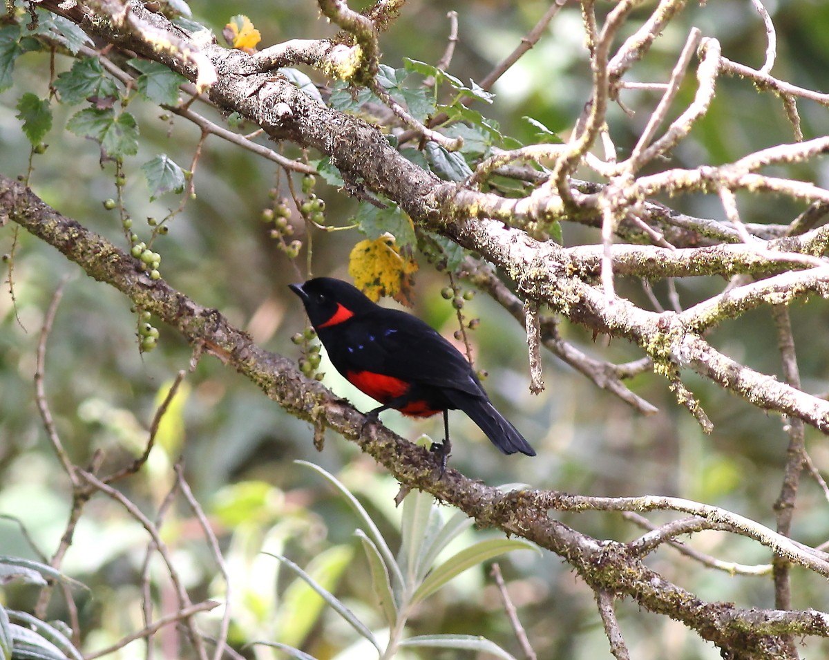 Scarlet-bellied Mountain Tanager - ML23956621