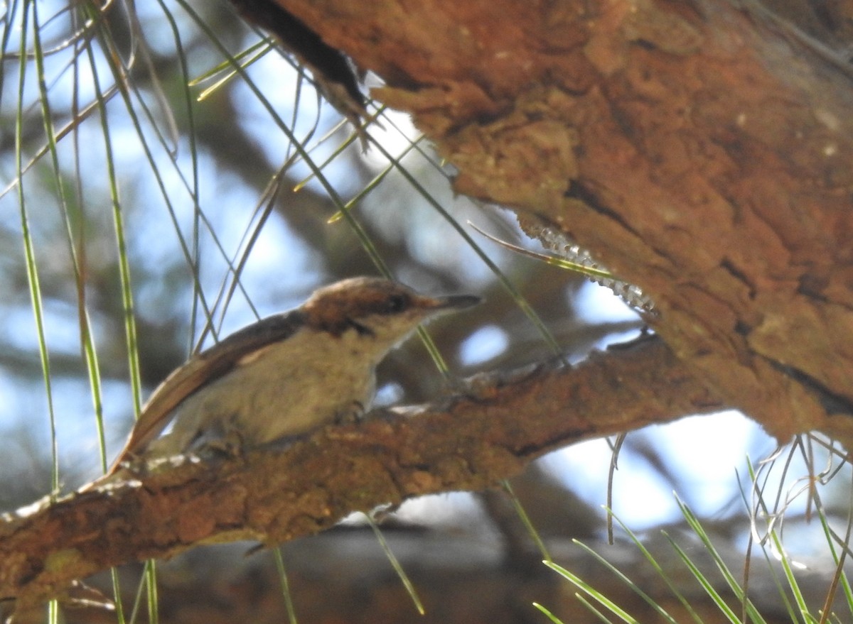 Brown-headed Nuthatch - ML239569201