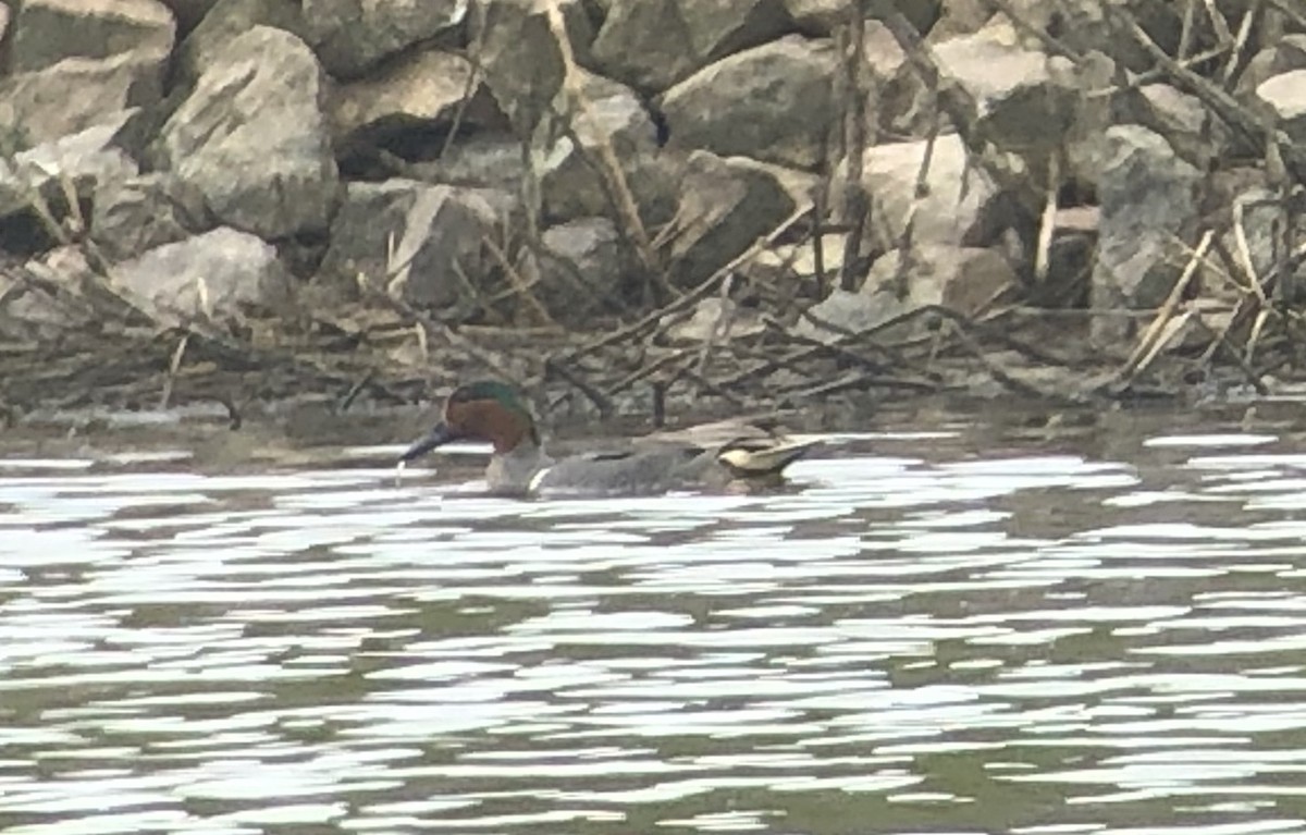 Green-winged Teal (American) - Alec Hopping