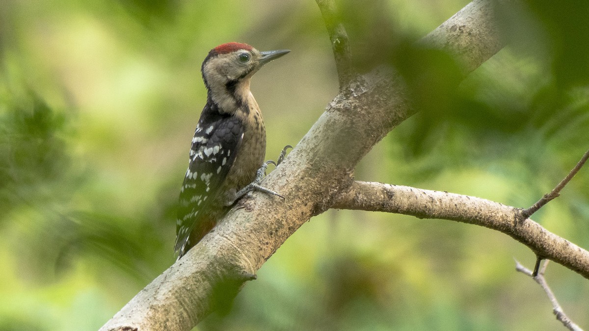 Fulvous-breasted Woodpecker - Parmil Kumar