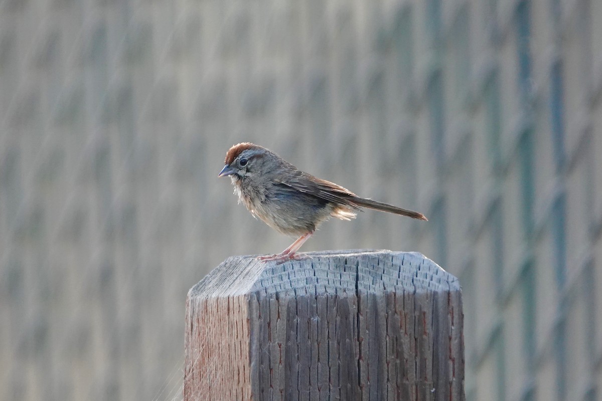Rufous-crowned Sparrow - ML239593461