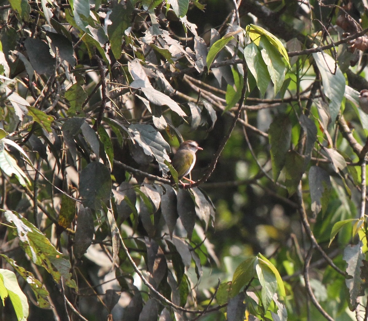 White-browed Crombec - ML239596571