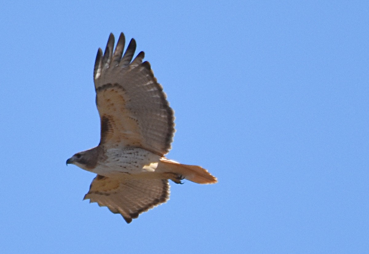 Red-tailed Hawk - ML23959701