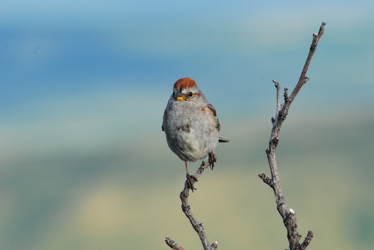 American Tree Sparrow - ML239599211