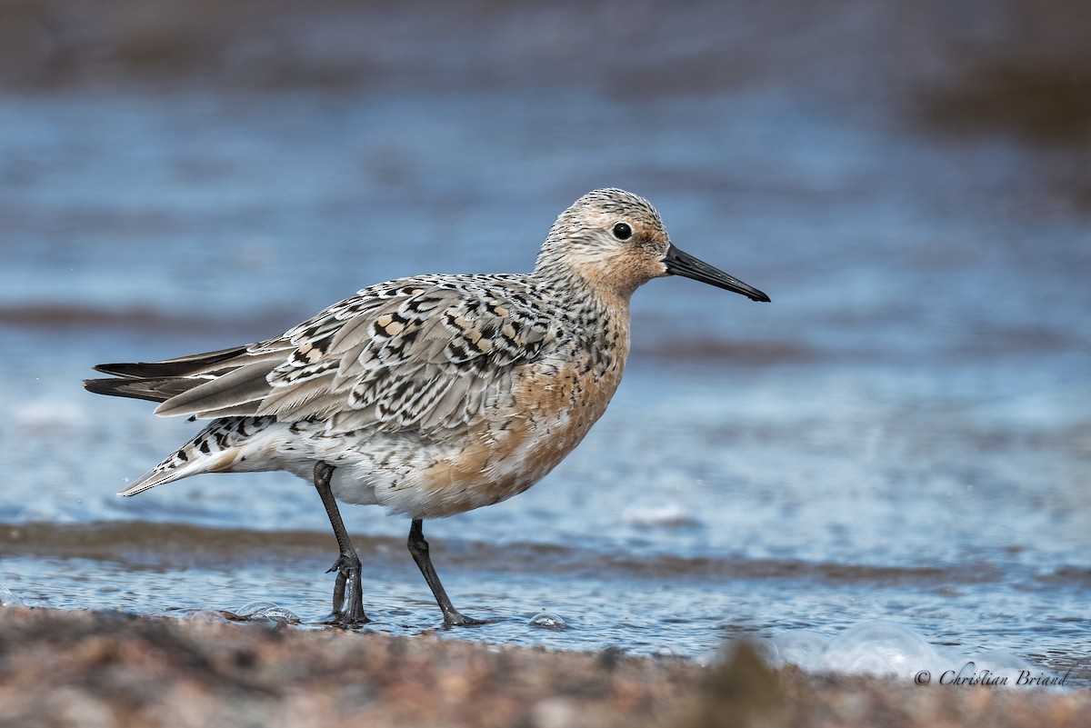 Red Knot - ML239602781