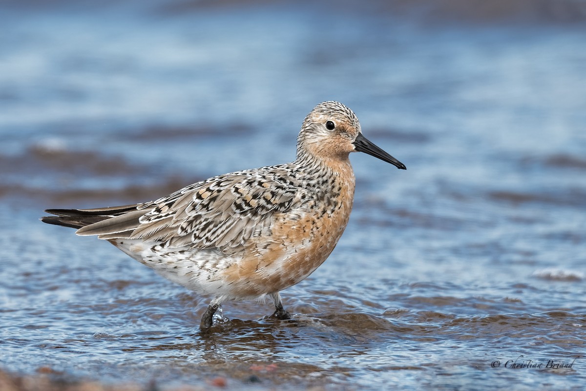 Red Knot - ML239602871