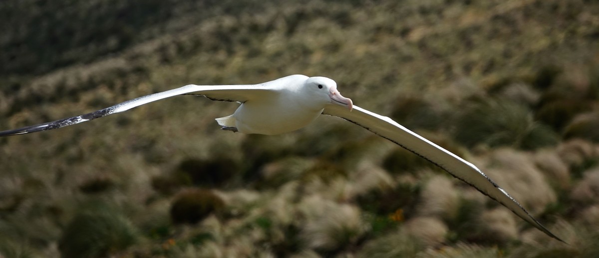 Southern Royal Albatross - Curtis Smith