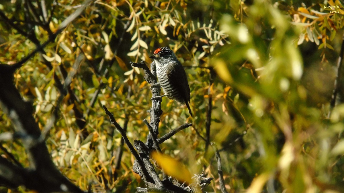 White-barred Piculet - ML239607931