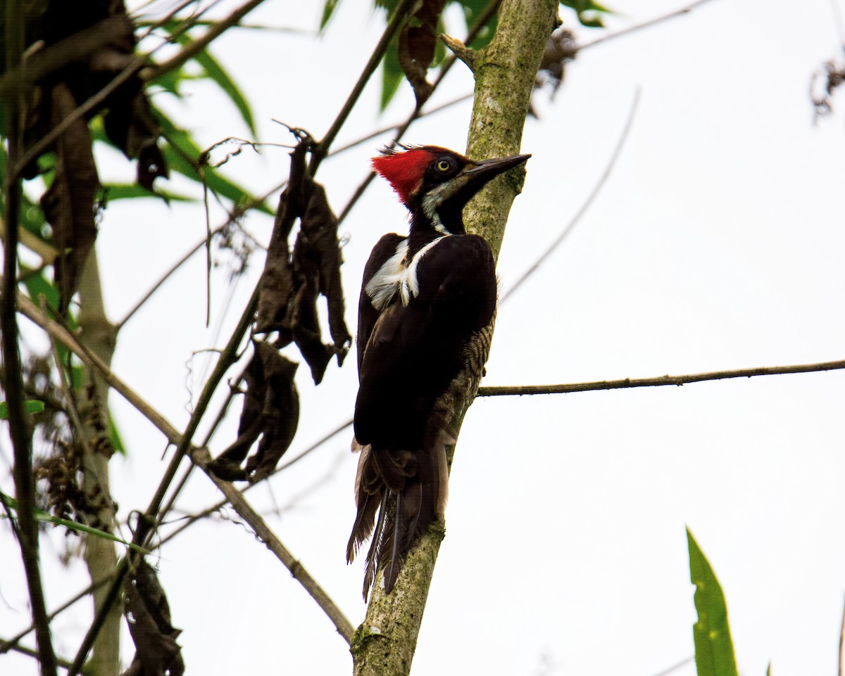 Powerful Woodpecker - ML23960971