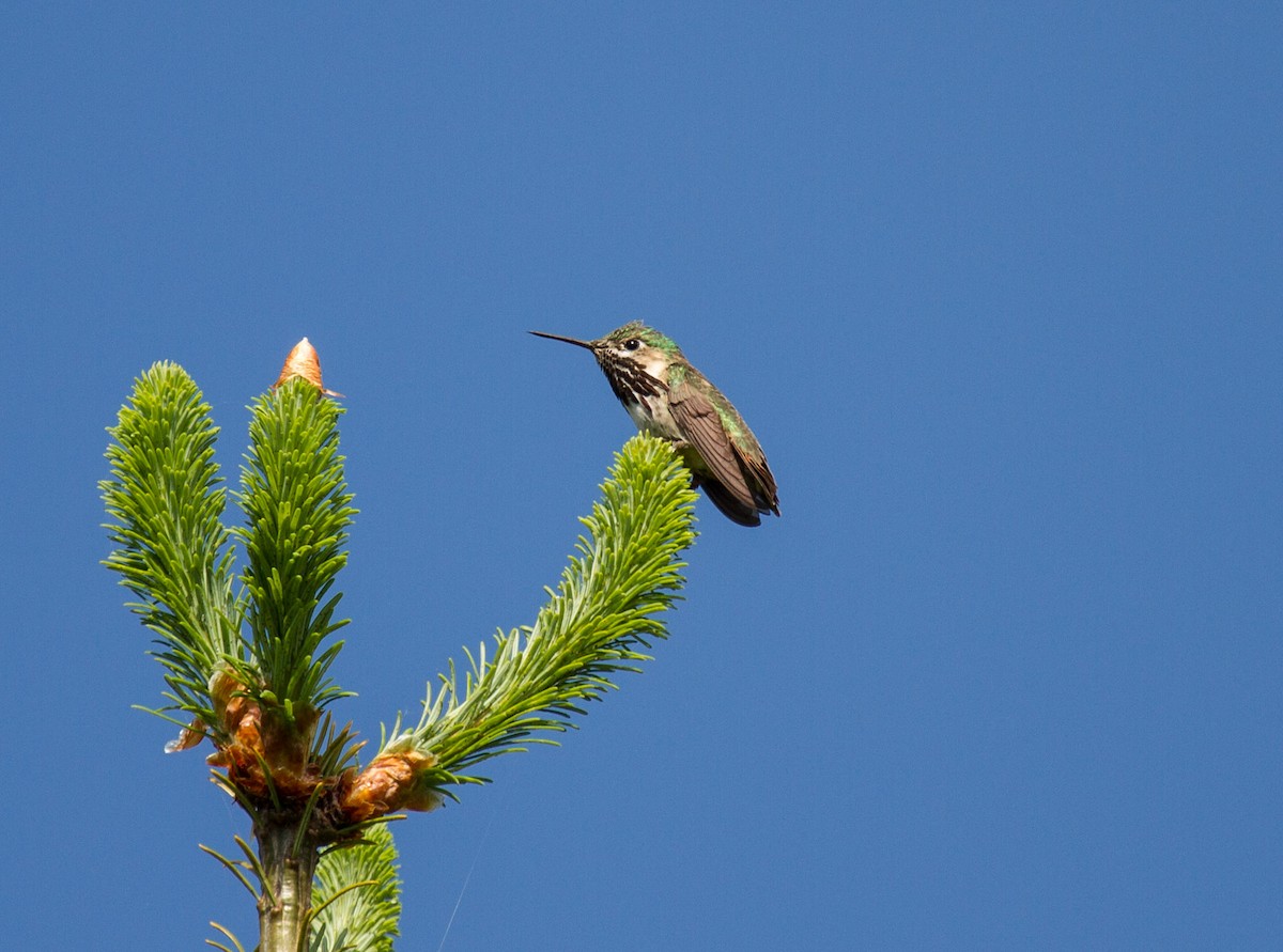 Calliope Hummingbird - Tanya Pluth