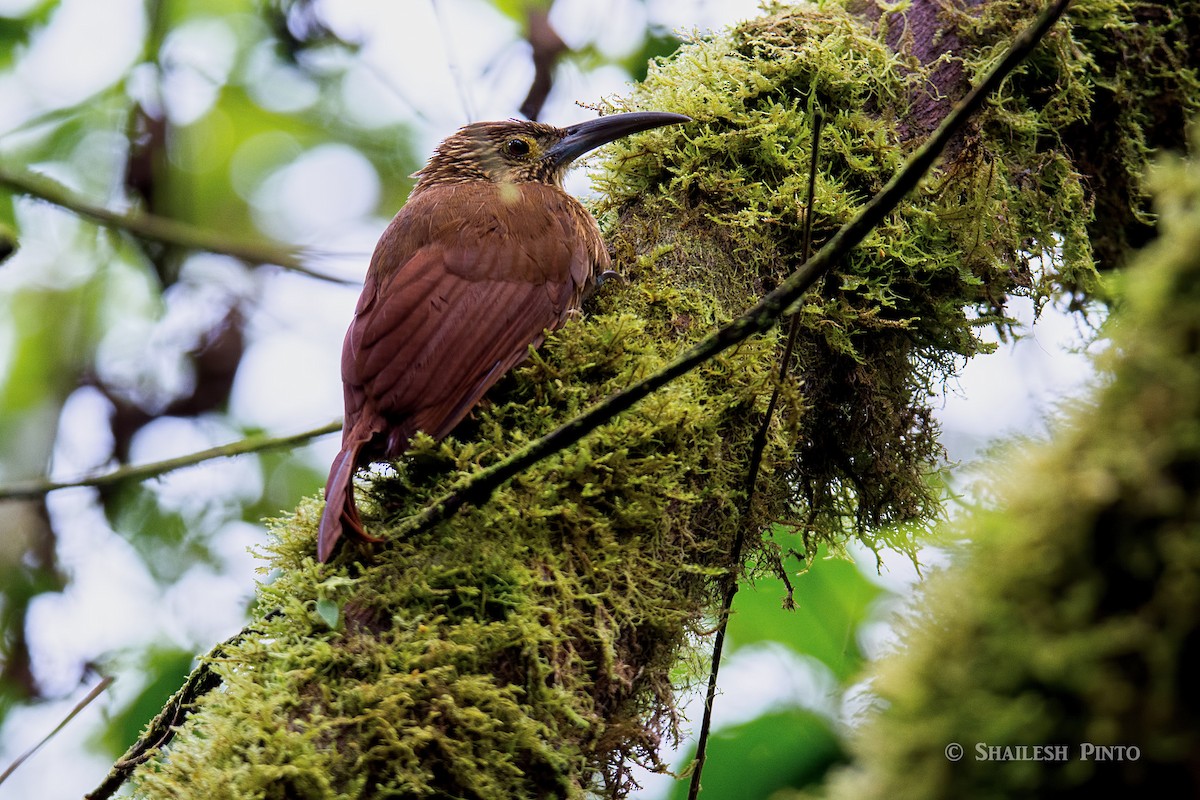 Strong-billed Woodcreeper - ML23961041
