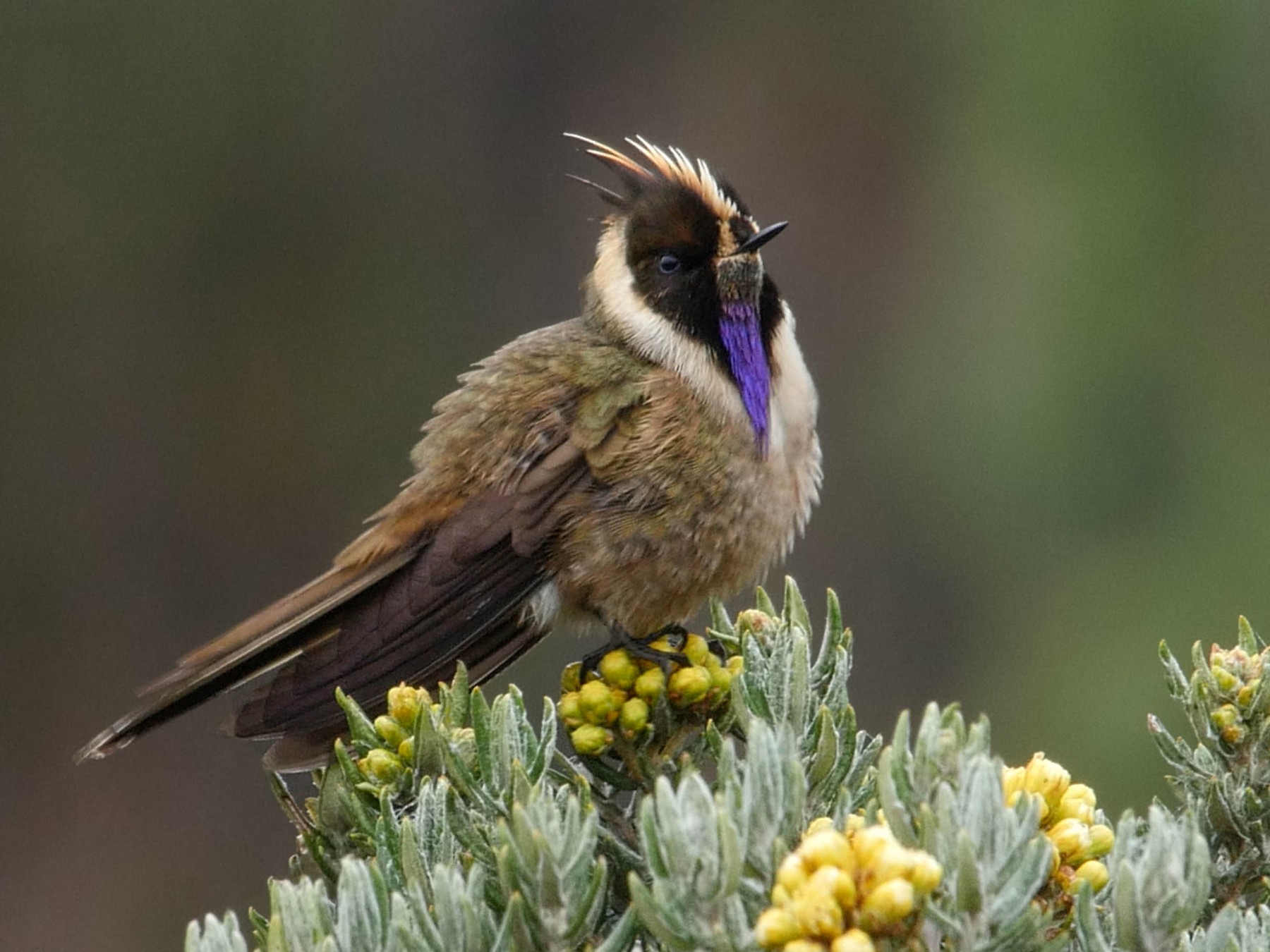 Buffy Helmetcrest - eBird