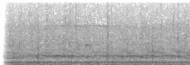 holub klínoocasý - ML239614
