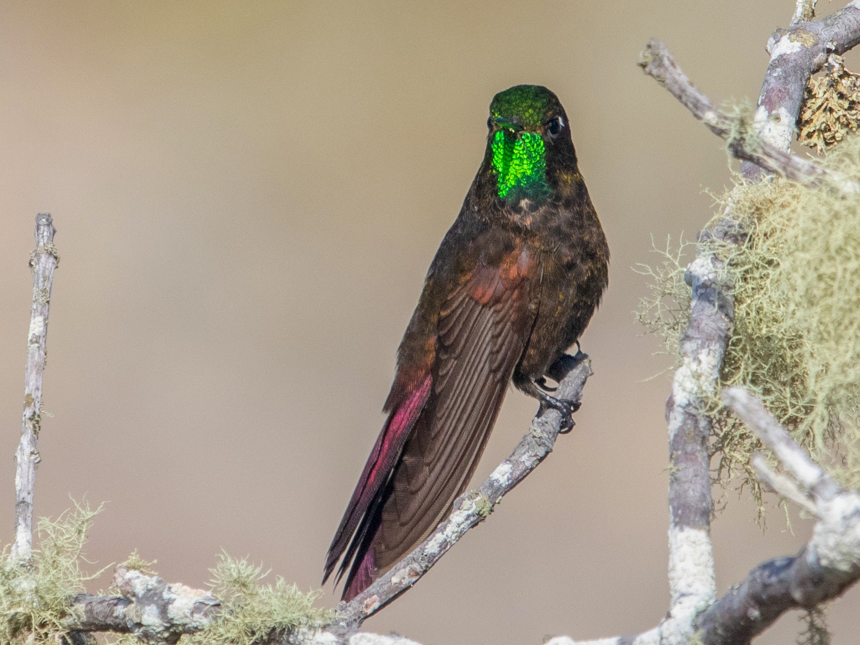 Perija Metaltail - Jhonathan Miranda - Wandering Venezuela Birding Expeditions