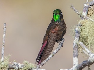 Adult male - Jhonathan Miranda - Wandering Venezuela Birding Expeditions - ML239614001