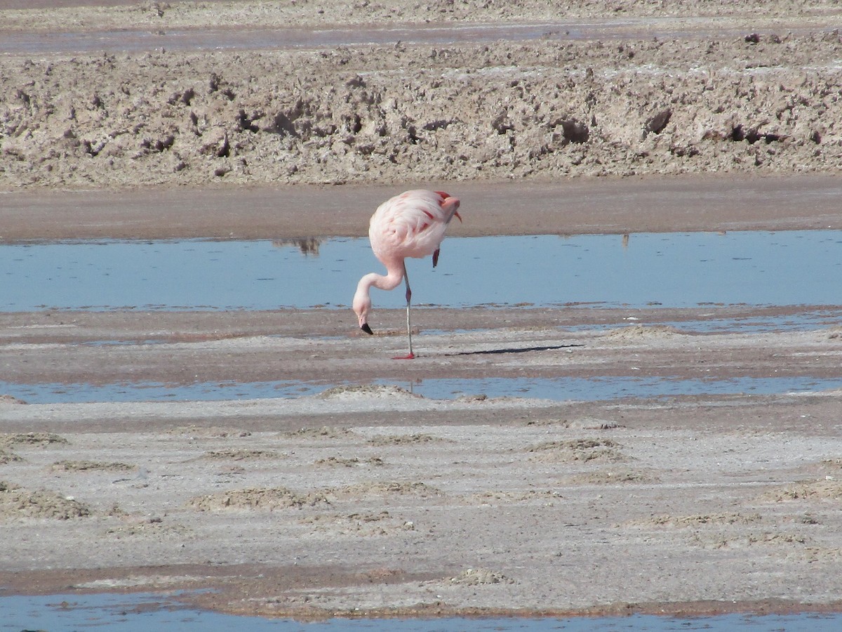 Chilean Flamingo - ML239614401