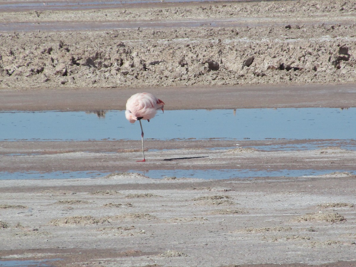 Şili Flamingosu - ML239614421