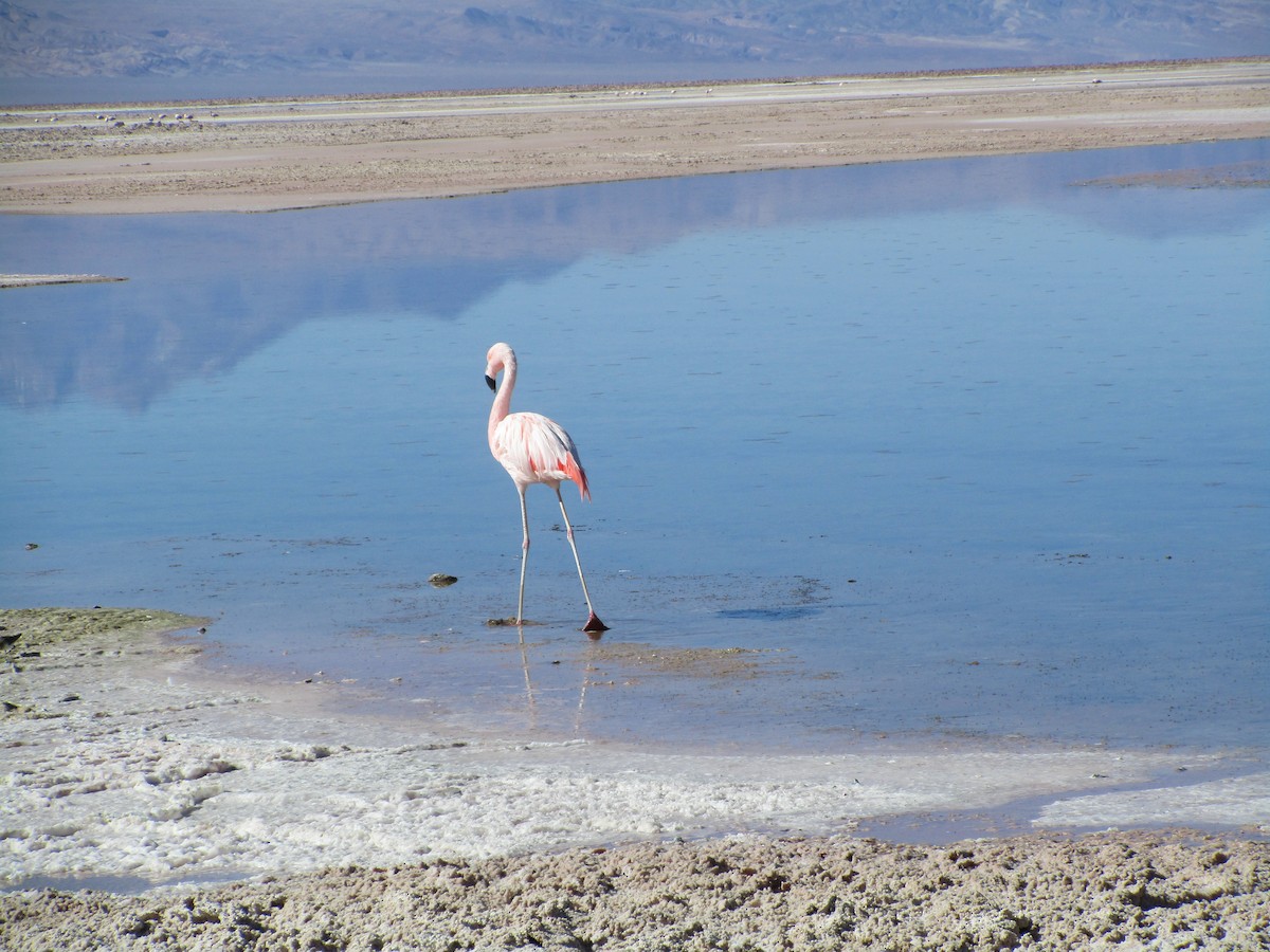 Şili Flamingosu - ML239614431
