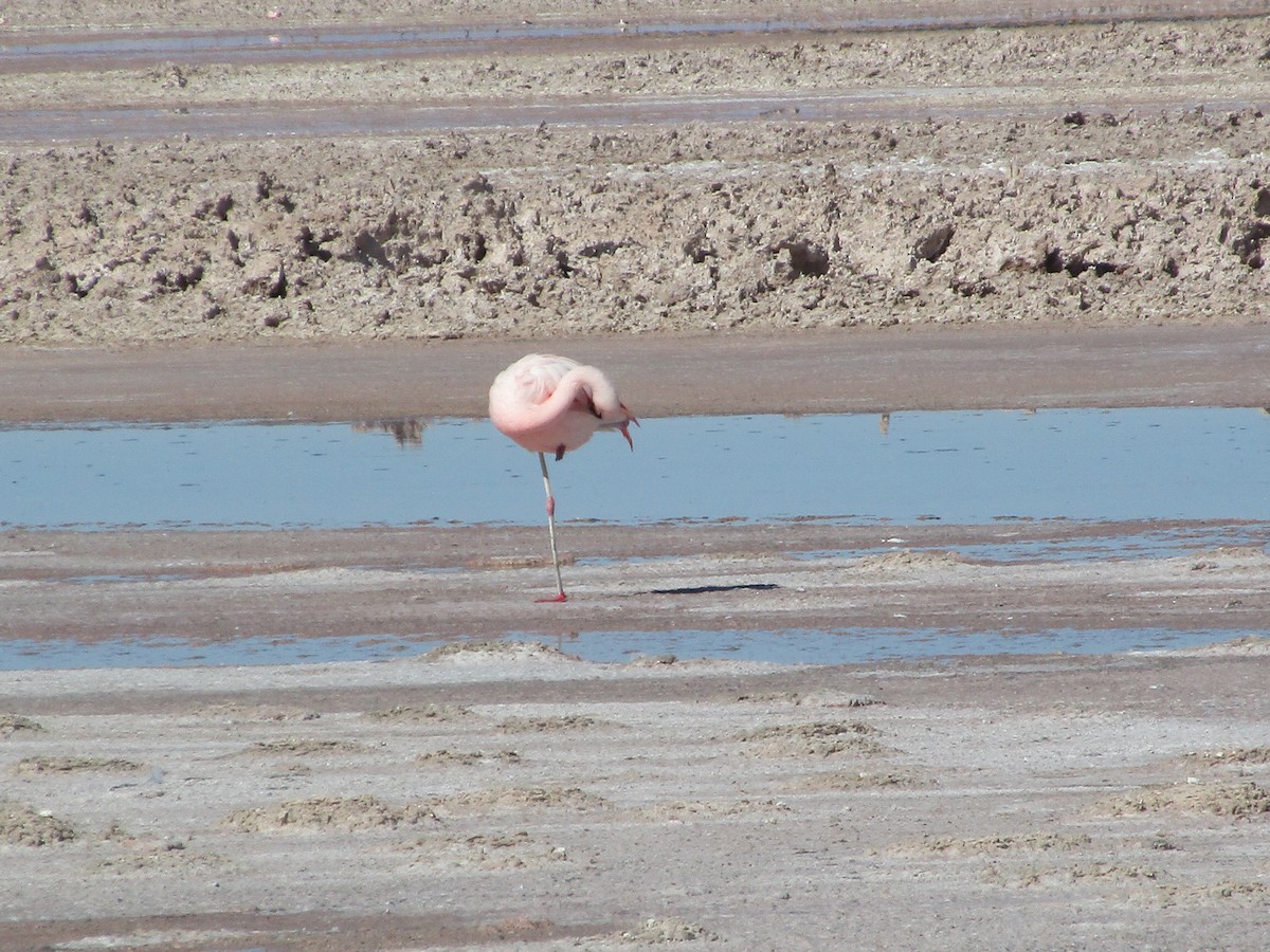 Chilean Flamingo - ML239614491