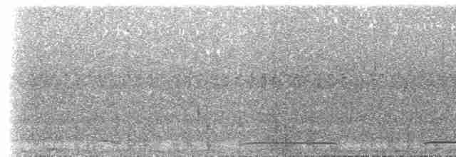 holub klínoocasý - ML239615