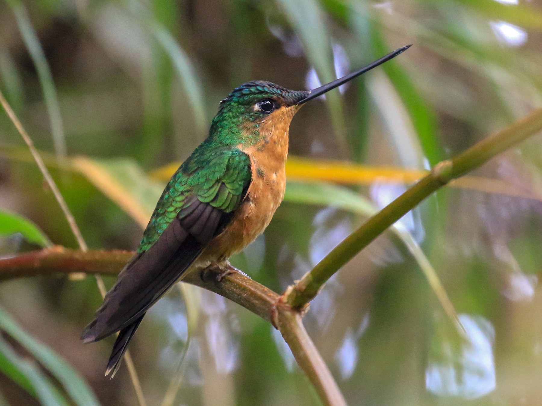 White-tailed Starfrontlet - eBird