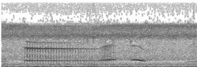 holub klínoocasý - ML239616